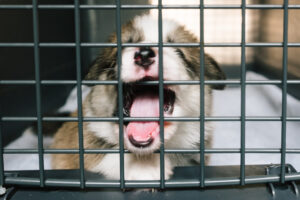 puppy barking in crate