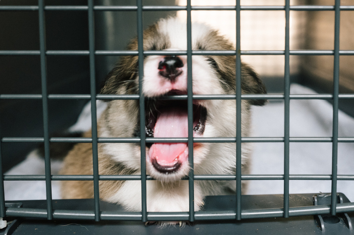 The Right Way To Crate Train To Stop Barking And Whining
