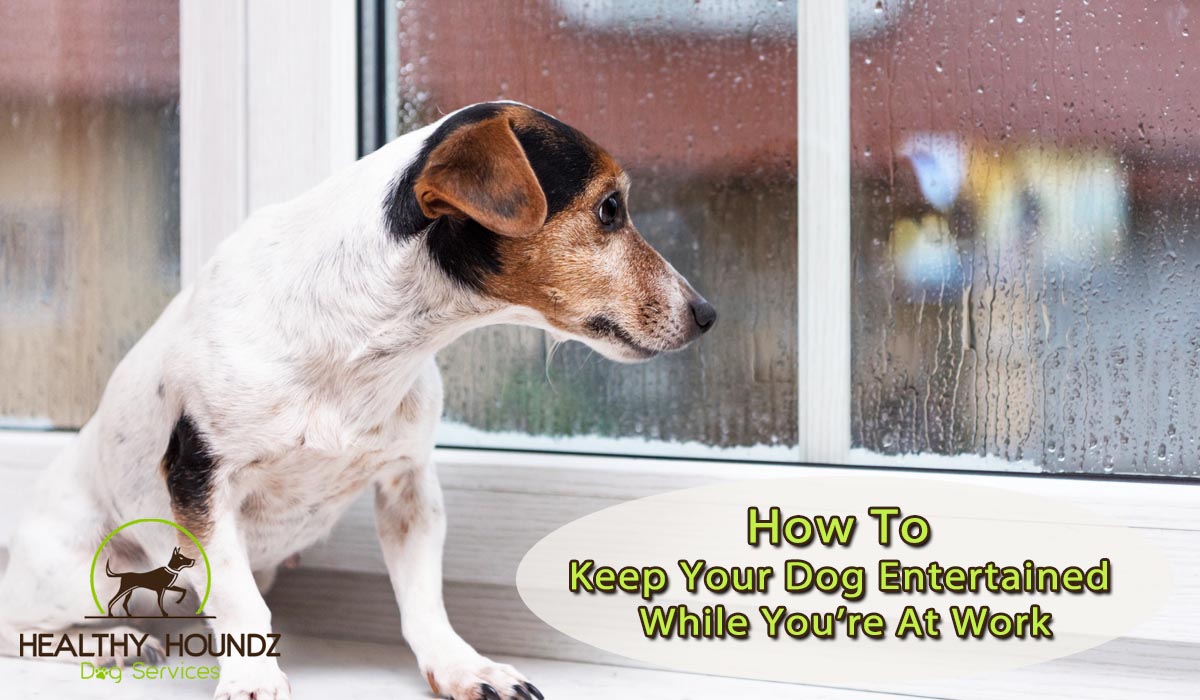 14 Ways To Keep Your Dog Busy While You're At Work  It is a lot of work keeping  dogs busy! Especially when you have to run out the door to get