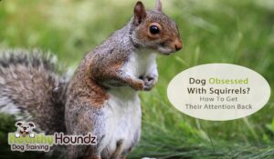 Is Your Dog Obsessed With Squirrels? How To Get Their Attention Back