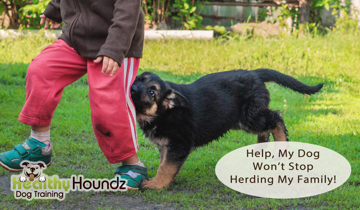 Herding Dog Training Tips