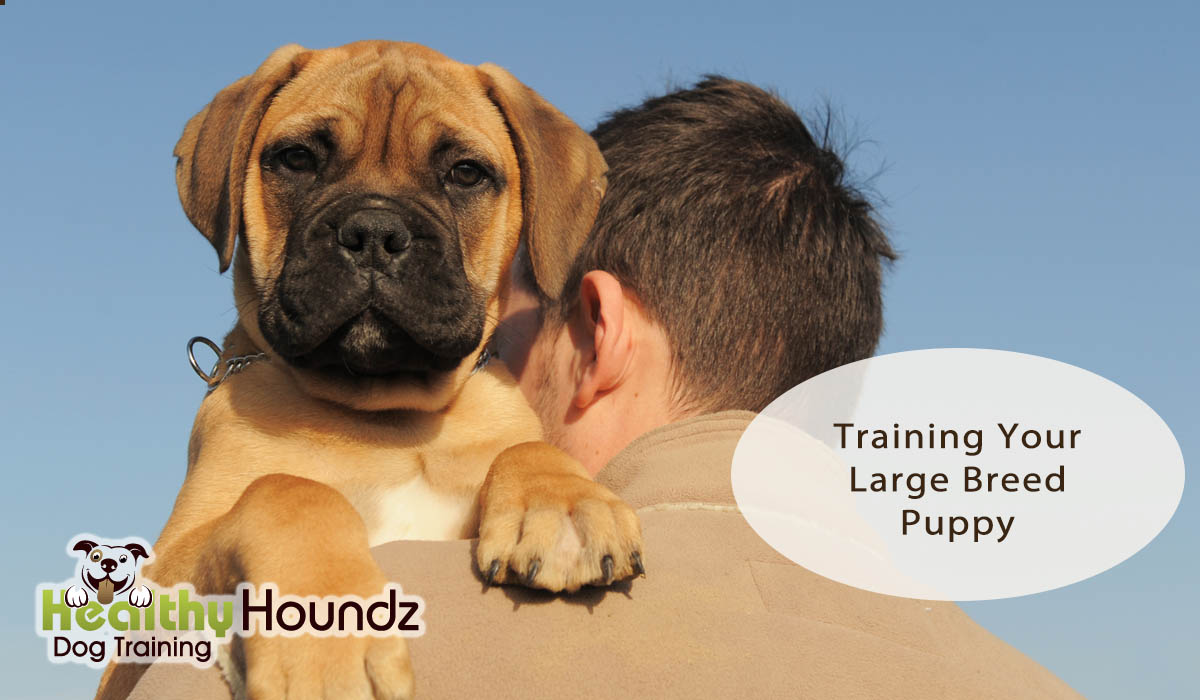 Training Large Breed Puppy