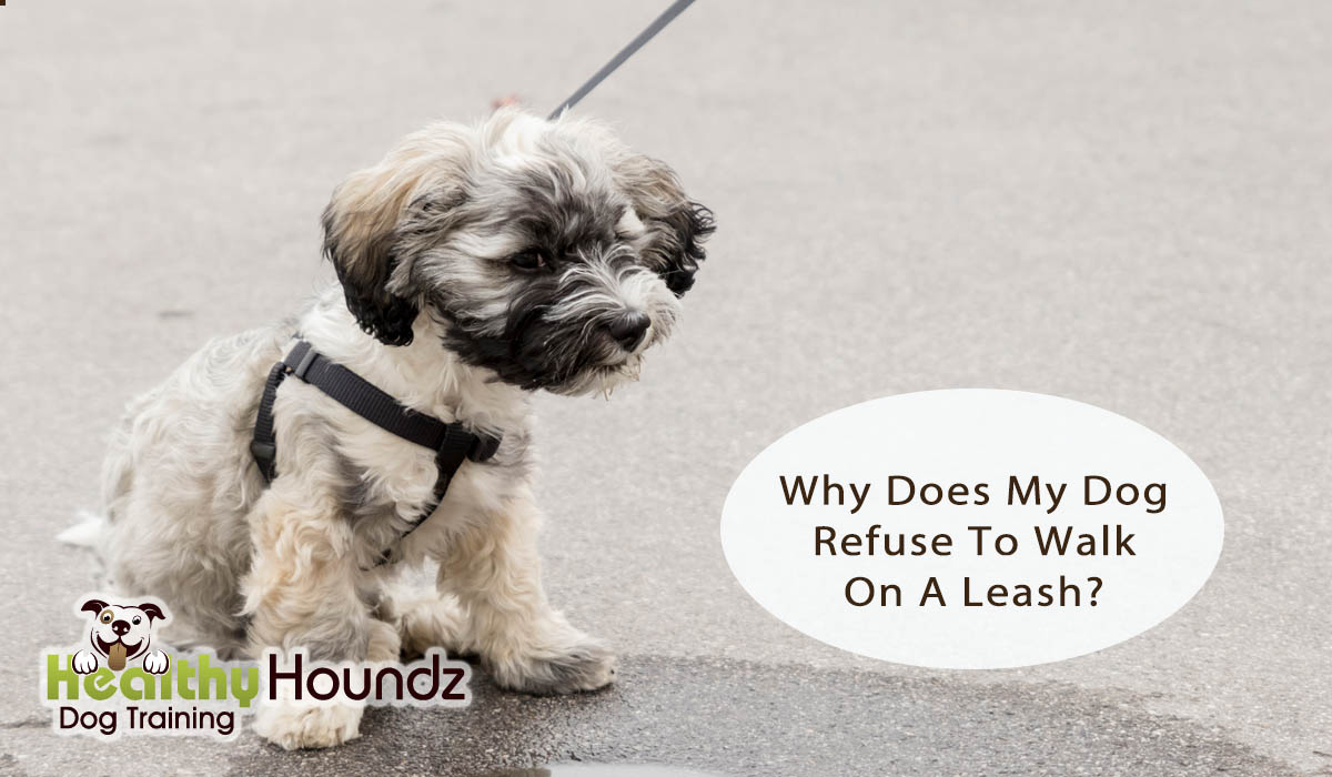 Dog Refuses To Walk On Leash? Here are some training tips: