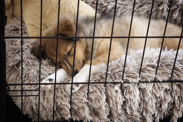 Puppy in crate sleeping